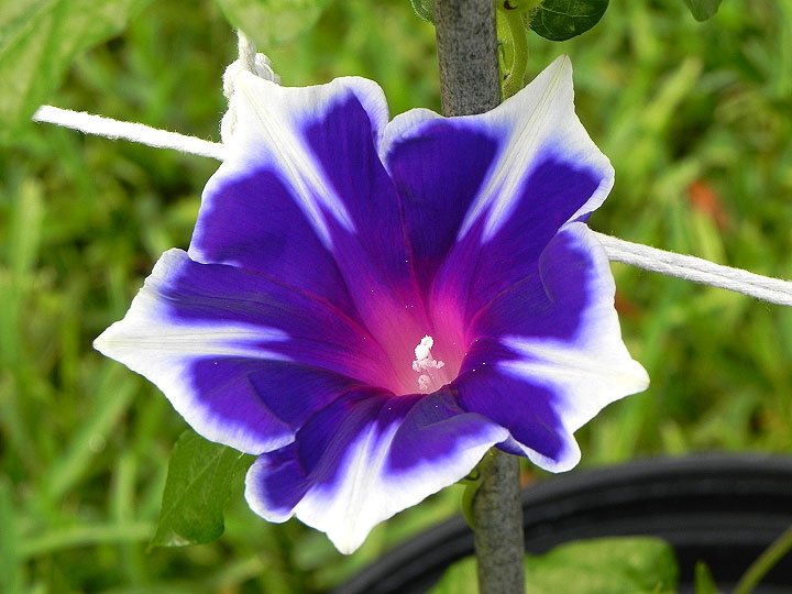 Sketch_Dailies's tweet photo. Happy Monday #Sketch_Dailies! Some bloom at dawn as #MorningGlories, some bloom at night as #Moonflowers. Let's draw the #KikyoSnowflake! https://t.co/fg3E8kw2HE