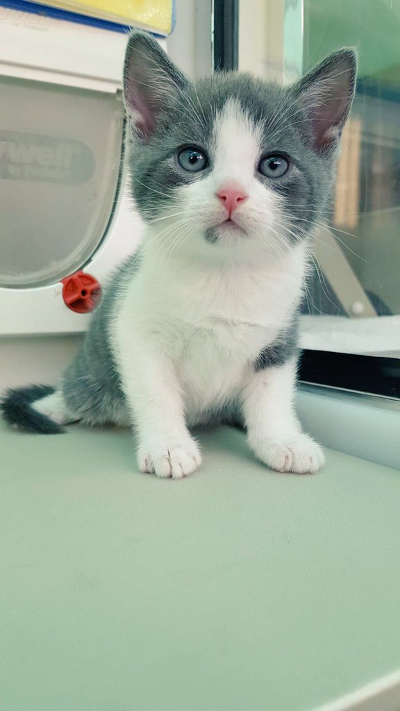 JonoHealey96's tweet photo. Picking this little man up Wednesday😊😊 https://t.co/XmIN87EeVF
