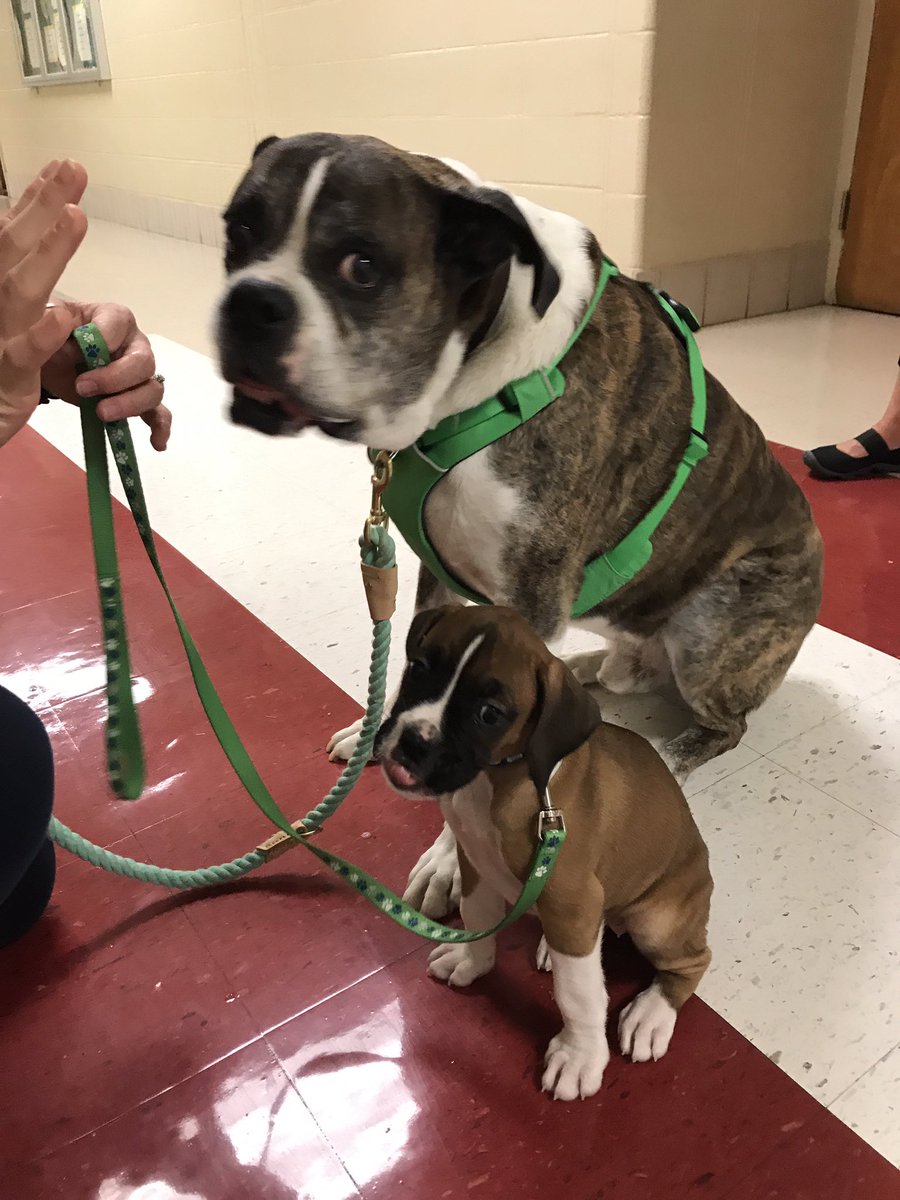 DCMSperks's tweet photo. K-9 leader training @DrakesCreekMS https://t.co/huiAog3PhS
