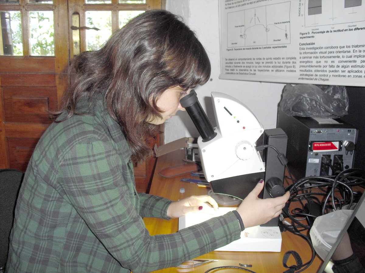 IVICdeMerida's tweet image. B. Porras, pasante @LabEcoSen, compara anatomia aparatos bucales de triatominos más comunes para conocer comportamiento al ingerir alimento.