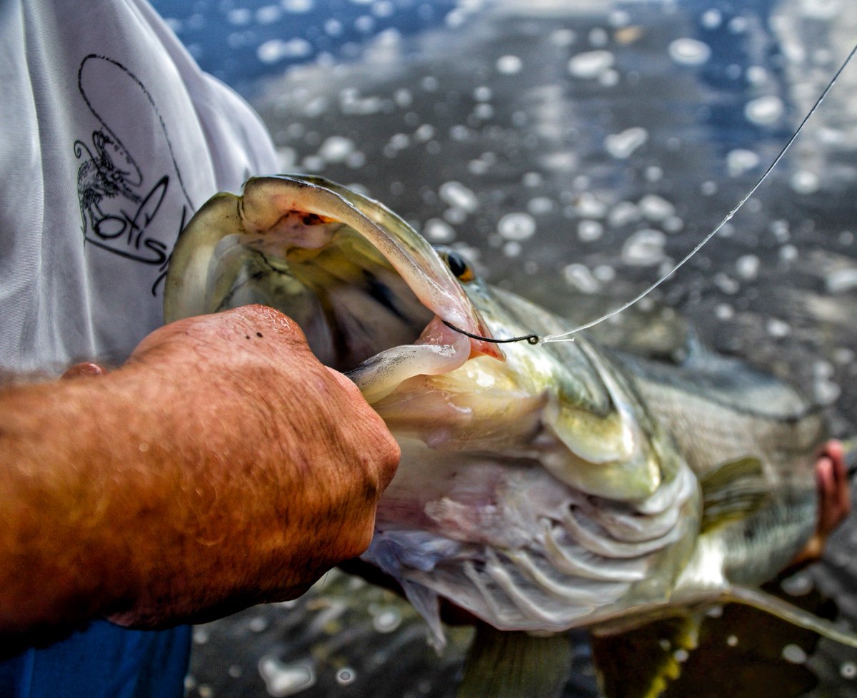 SteveDiossy's tweet photo. Snook Season is off to a great start! Unfortunately this 37" Snook was too big to keep and went back to get even bigger!

#Ofishulz #Snook https://t.co/mldciQGJ0m
