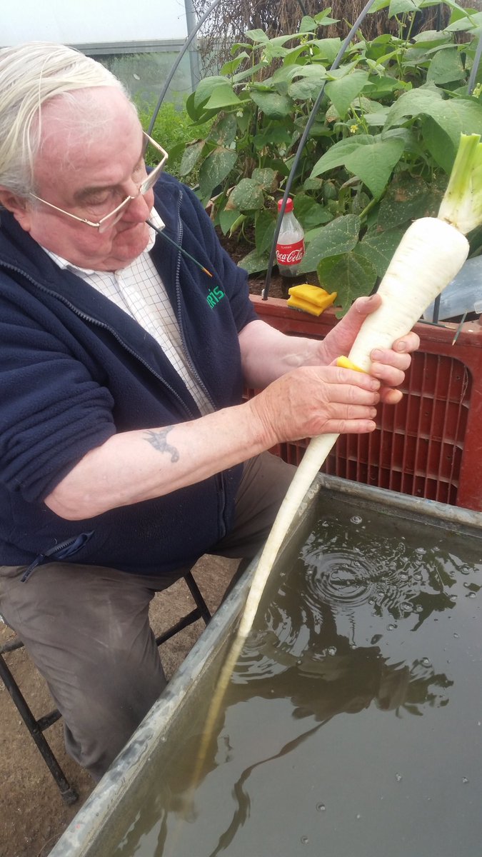 medwynsofangles's tweet image. Its been a mad day today cleaning the long carrots and parsnips. But when they are this good it makes all the work worth while.☺