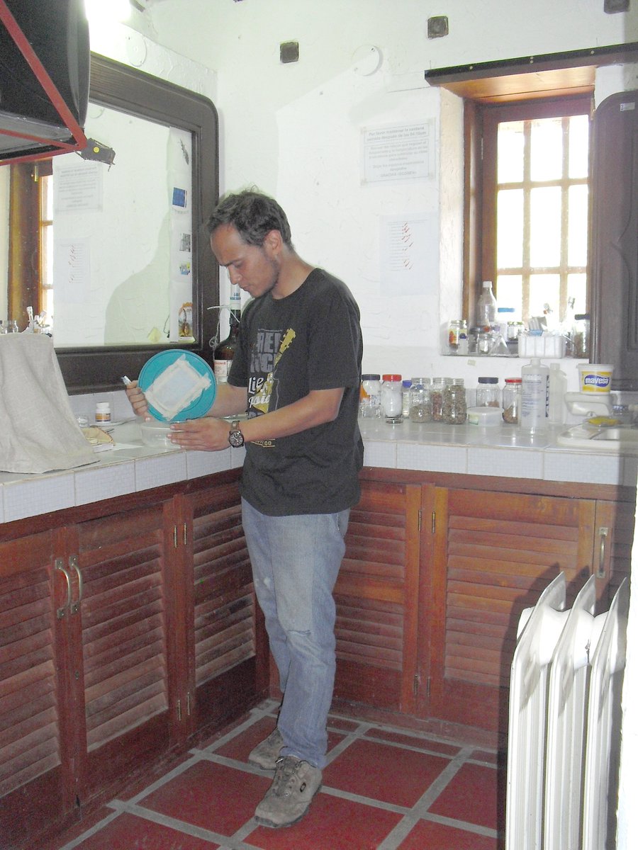 IVICdeMerida's tweet image. Condiciones especiales de temperatura y humendad en @LabEcoSen favorece cultivo chipos 𝘗𝘢𝘴𝘵𝘳𝘰𝘯𝘨𝘪𝘭𝘶𝘴 𝘎𝘦𝘯𝘪𝘤𝘶𝘭𝘢𝘵𝘶𝘴 procedentes Chiguara-Mérida.