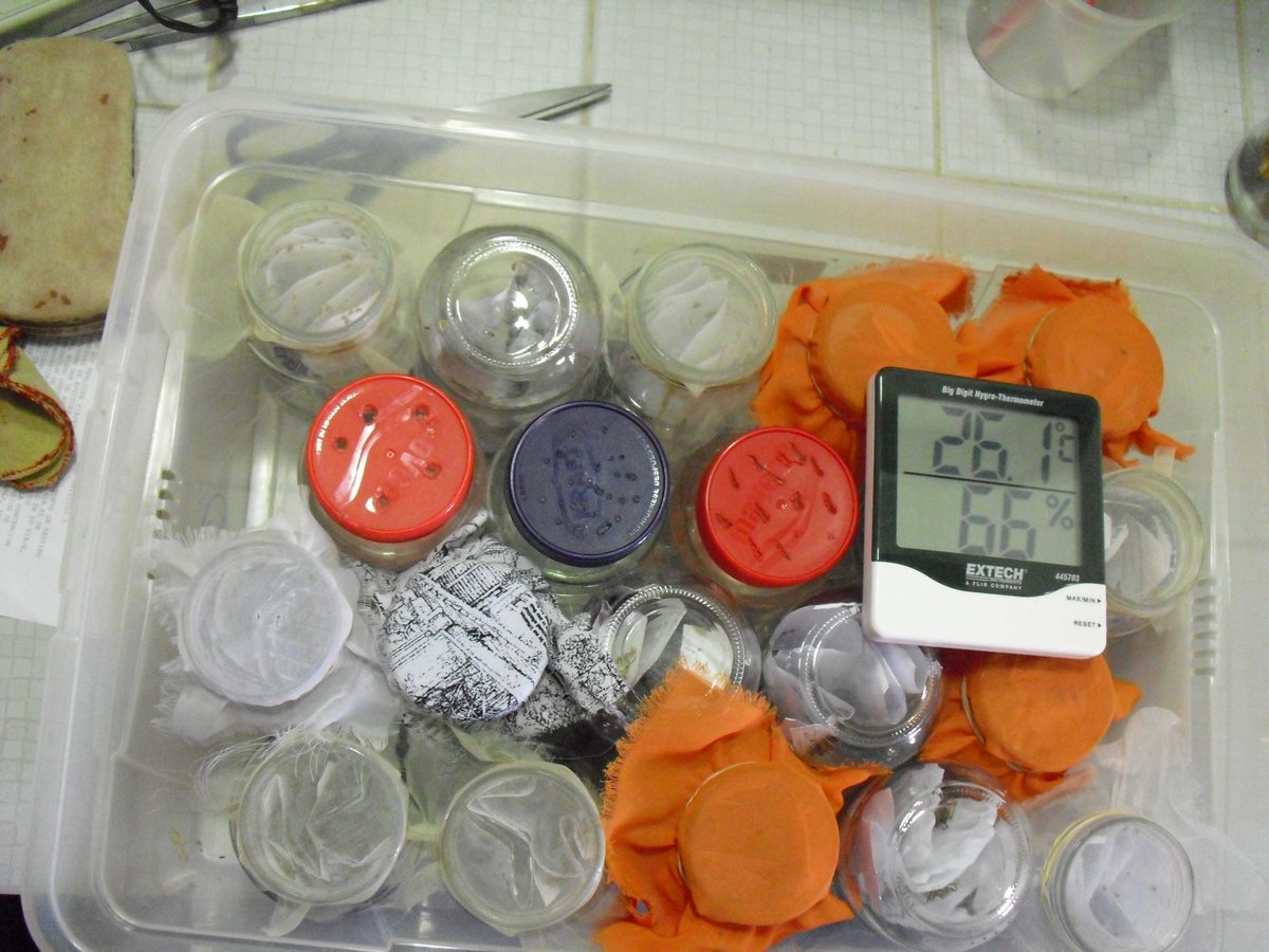 IVICdeMerida's tweet image. Condiciones especiales de temperatura y humendad en @LabEcoSen favorece cultivo chipos 𝘗𝘢𝘴𝘵𝘳𝘰𝘯𝘨𝘪𝘭𝘶𝘴 𝘎𝘦𝘯𝘪𝘤𝘶𝘭𝘢𝘵𝘶𝘴 procedentes Chiguara-Mérida.