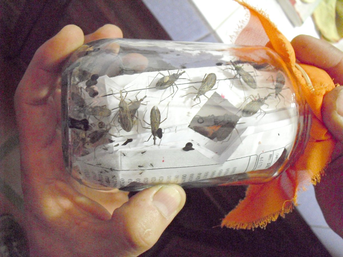 IVICdeMerida's tweet image. Condiciones especiales de temperatura y humendad en @LabEcoSen favorece cultivo chipos 𝘗𝘢𝘴𝘵𝘳𝘰𝘯𝘨𝘪𝘭𝘶𝘴 𝘎𝘦𝘯𝘪𝘤𝘶𝘭𝘢𝘵𝘶𝘴 procedentes Chiguara-Mérida.