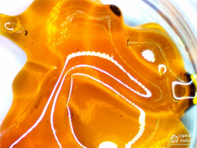 capitolanalysis's tweet photo. #doccroc #fuckingincredible #medicineman #capitolanalysis #cannabisindustry #cannabis #marijuana #weed https://t.co/G7RwXsRJQI