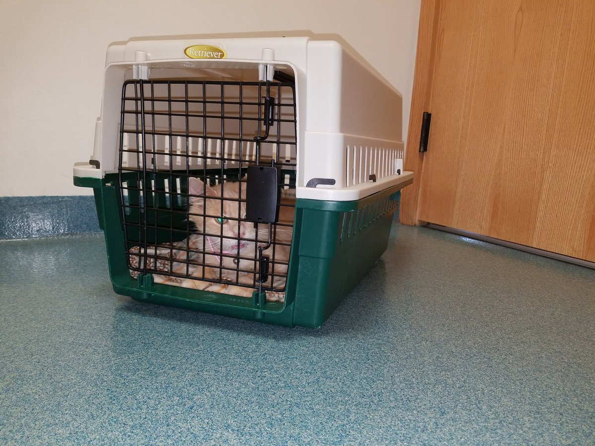 kitten_frosty's tweet image. Was admitted because he never began to eat or drink since bringing him home on Friday. His pain totally off the charts