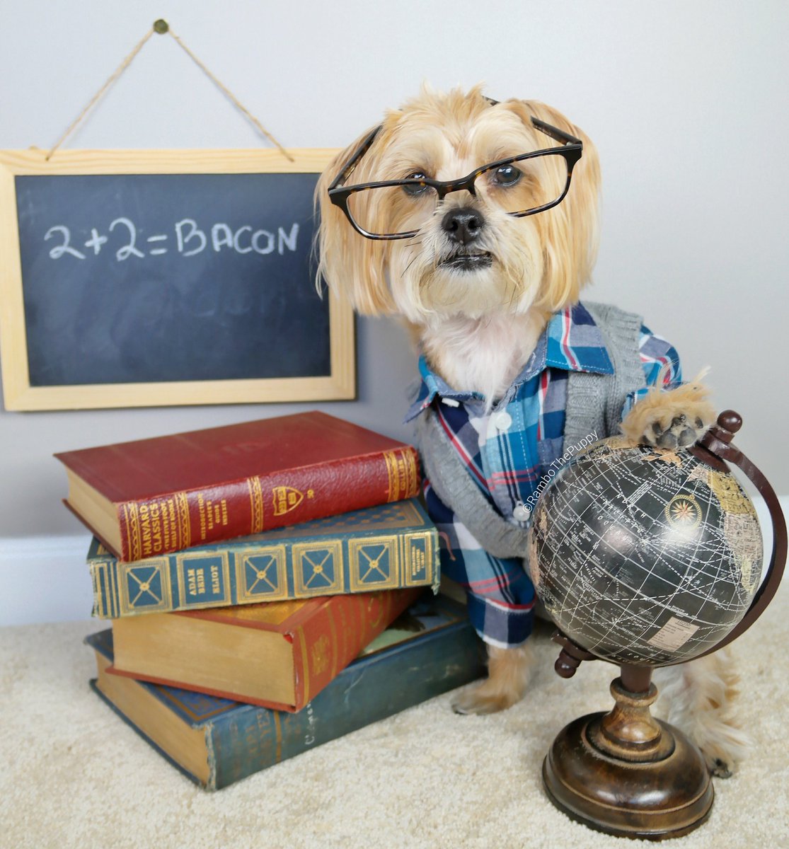 rambothepuppy's tweet photo. student: sorry, my dog ate my homework….
professor rams: extra points if you put bacon on it!
#BaconIsAlwaysTheAnswer #EvenWhenItsNot https://t.co/2mIy1u6w4F