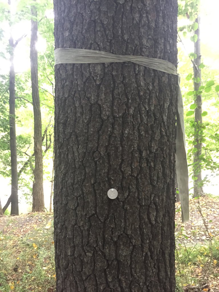 MaxUrban_EES28's tweet photo. Bandana Pine tries to console us after that #ees152 tree quiz https://t.co/UxAuDOJBiy