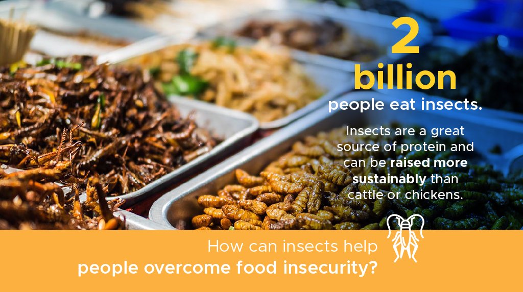 participate's tweet photo. Insects are a crucial food source for much of the world’s population. Take action with these activities for your Ss: https://t.co/Gblbem2dYI https://t.co/Uv8vj7X3Rb