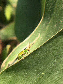 troyfield2field's tweet photo. #2017crop Finding corn rootworm west of Miami MB.@troyfield2field Time to consider rotation or smartstax corn. https://t.co/q3iauUaGDP