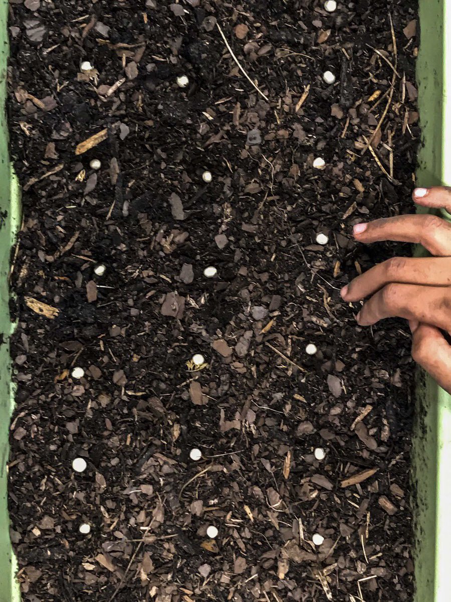 PopUpProduceCLT's tweet photo. Today's #MotivationMonday is knowing we will be seeing some #ProduceProgress in a few weeks!!
๐ธ: @walkervisual #gardening https://t.co/zzzakVyO7R