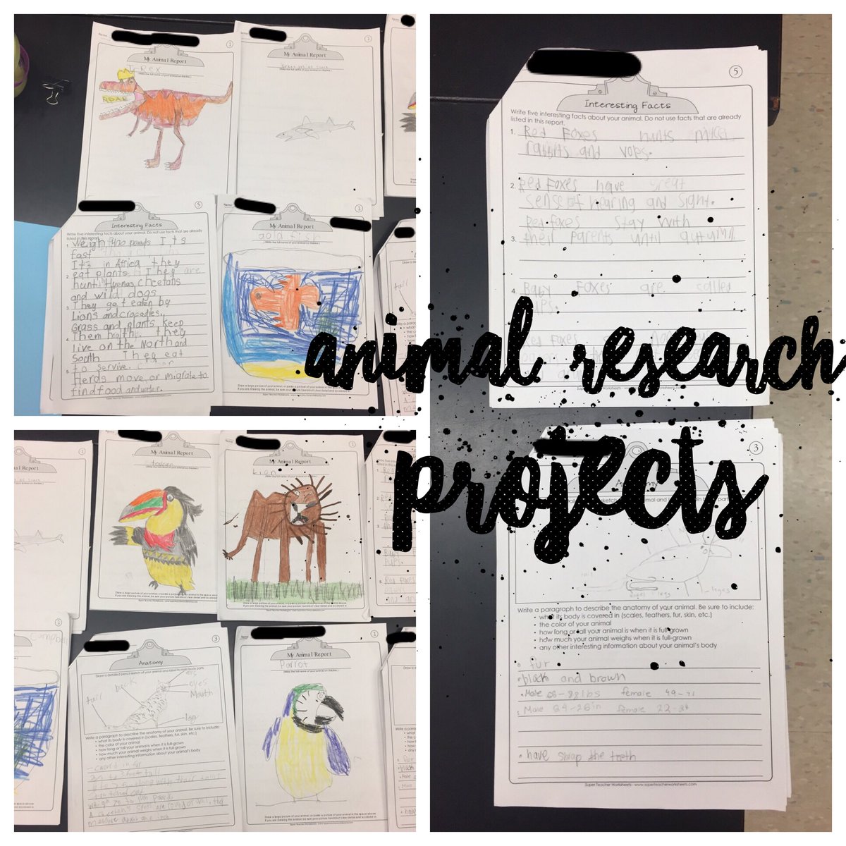 ILC_has_talent's tweet photo. 6th graders are nearly done with the preliminary research! #animalresearchprojects #6thgrade #science https://t.co/NsQ05KEXGU
