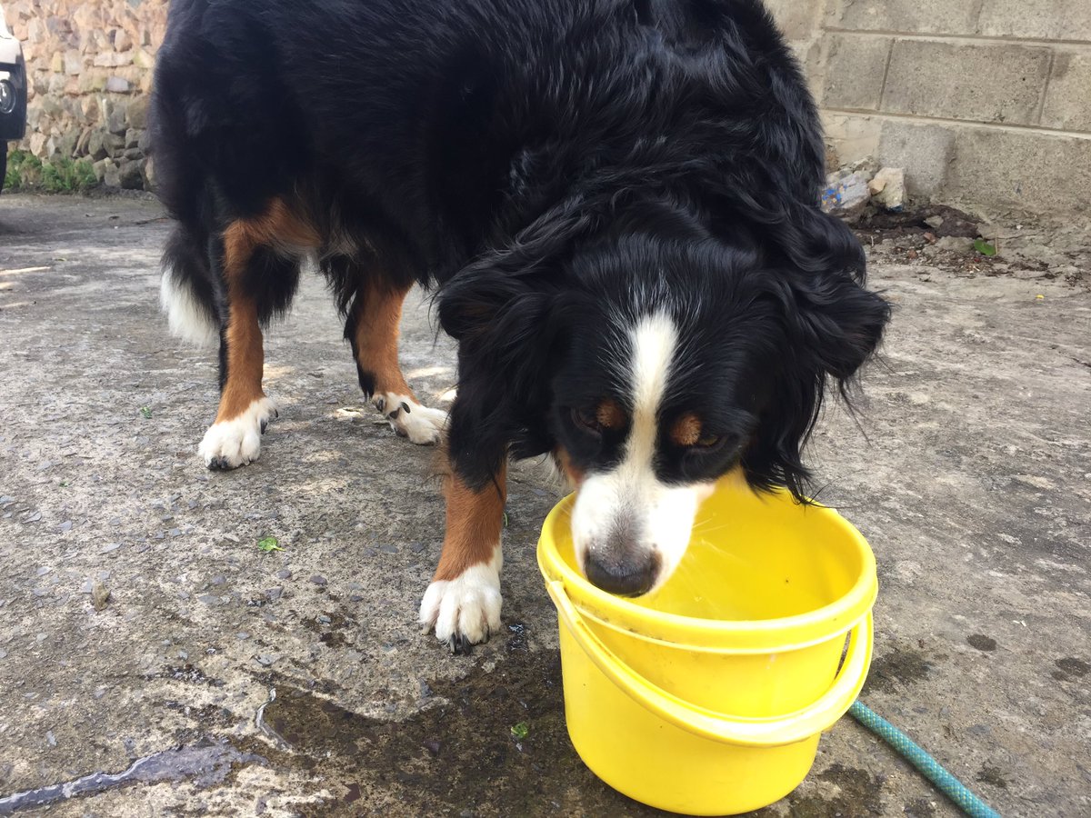 ssoiing's tweet image. 시골에만 오면 흥이나는 우리 해태 #해태 #사랑해 #1일1해태 #bernesemountaindog #benese #dog #love