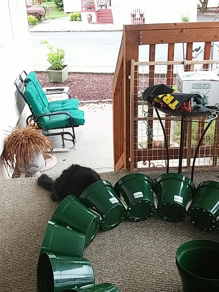 Blue_Sunflowers's tweet photo. Evolution of my orb planter!!!!! https://t.co/HcM1GVIR5B