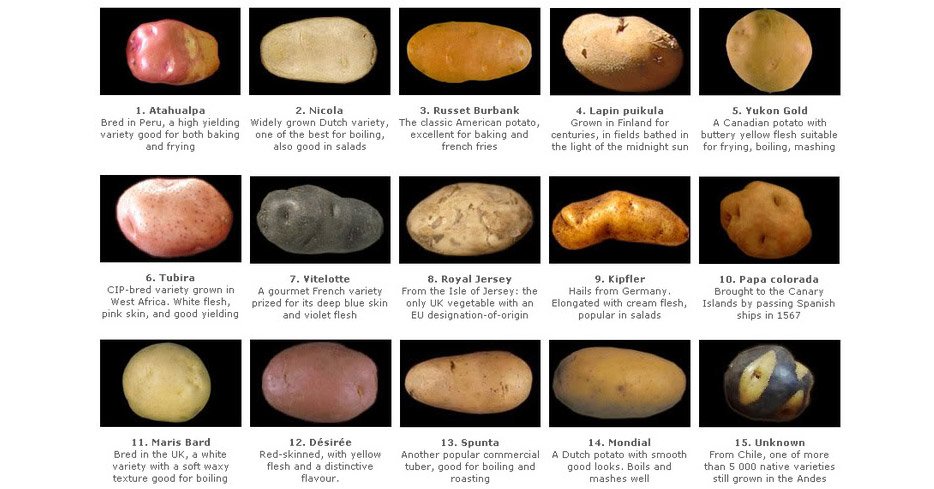 AHealthBlog's tweet photo. Lectins in #potatoes inhibit #cancer cell growth ➡ https://t.co/kv8zWmxyYe https://t.co/26JFUVdzuz