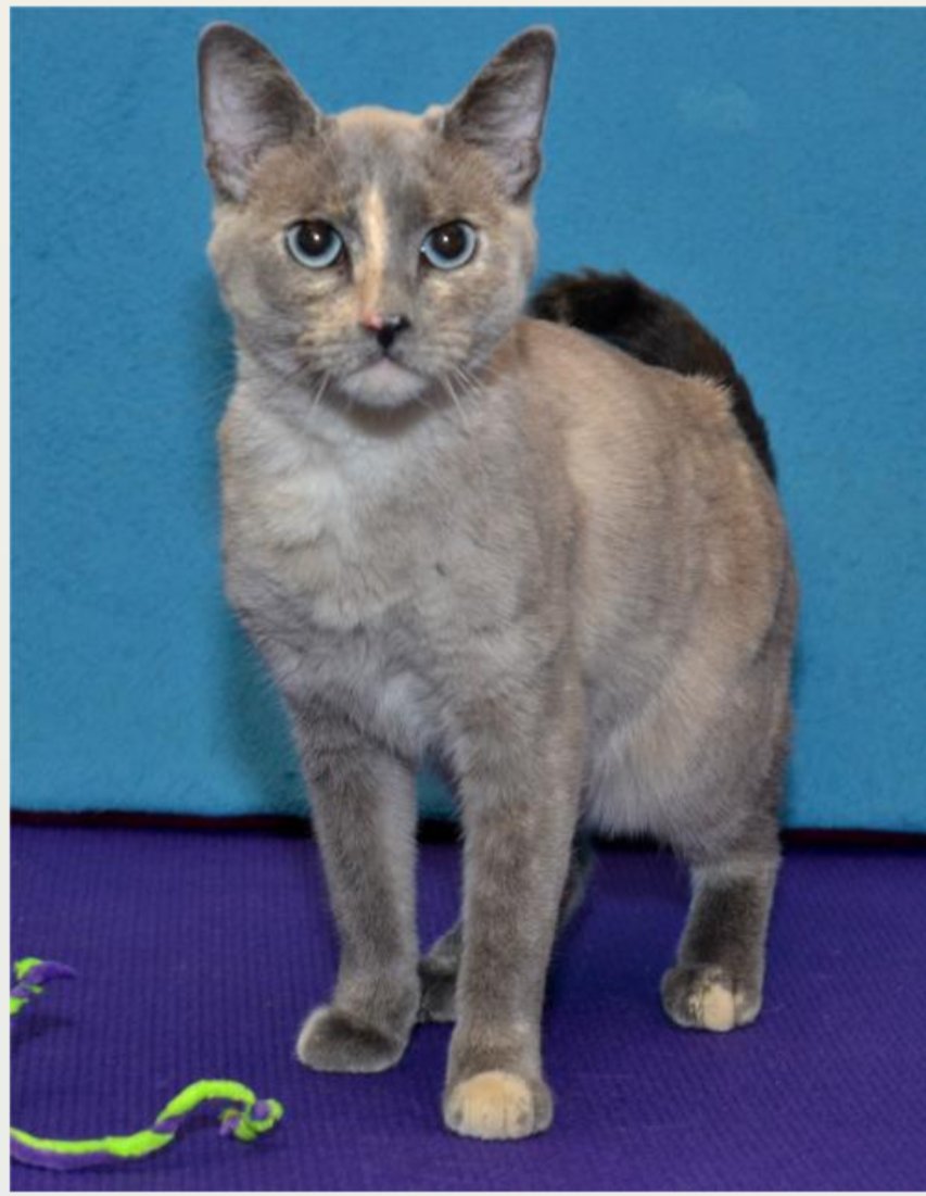 KittyCityKS's tweet photo. https://t.co/NDAalsZHNh presents Alabama, a unique, torti point siamese that is about a year old. So affectionate. Check her out. https://t.co/puxowVBkO4