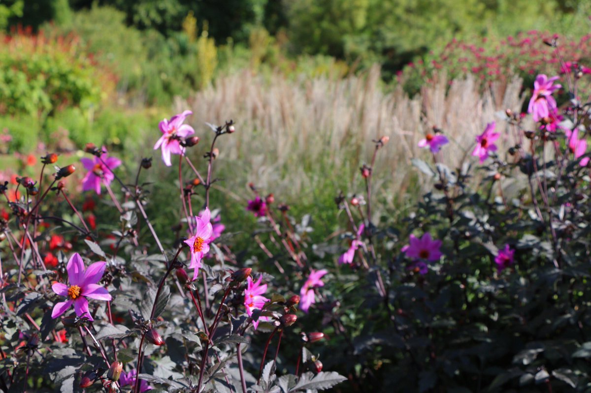 nickmuk's tweet photo. Late summer sun at Saville gardens. https://t.co/L1yYzoveuZ