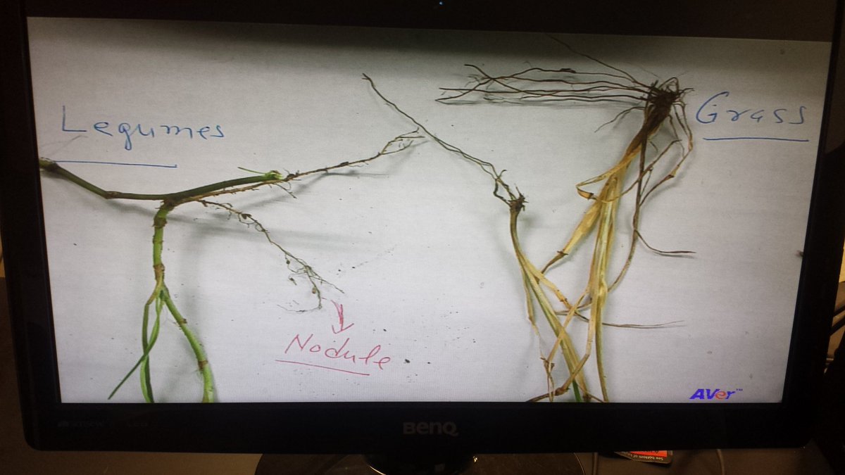 DhillonGurnam's tweet photo. SNC1D0
Nitrogen fixation by legumes. @LincolnAlexSS @PeelSchools https://t.co/aBFplKXF4t