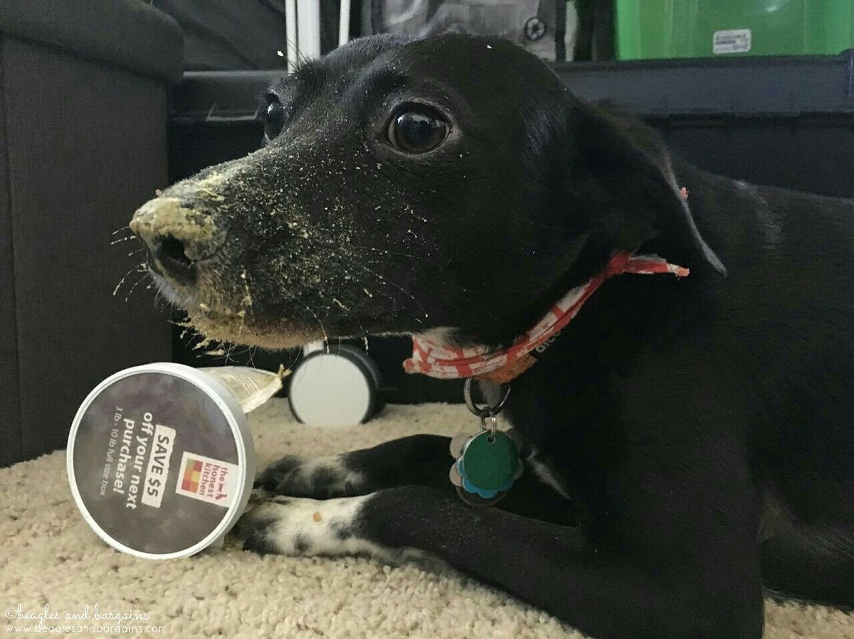beaglesbargains's tweet photo. Caught in the act! Ralph was found "green nosed" with a torn open Single Serve Cup from @honestkitchen. Too good to wait! π #ad #TryTHK https://t.co/AYcoKDNy6x