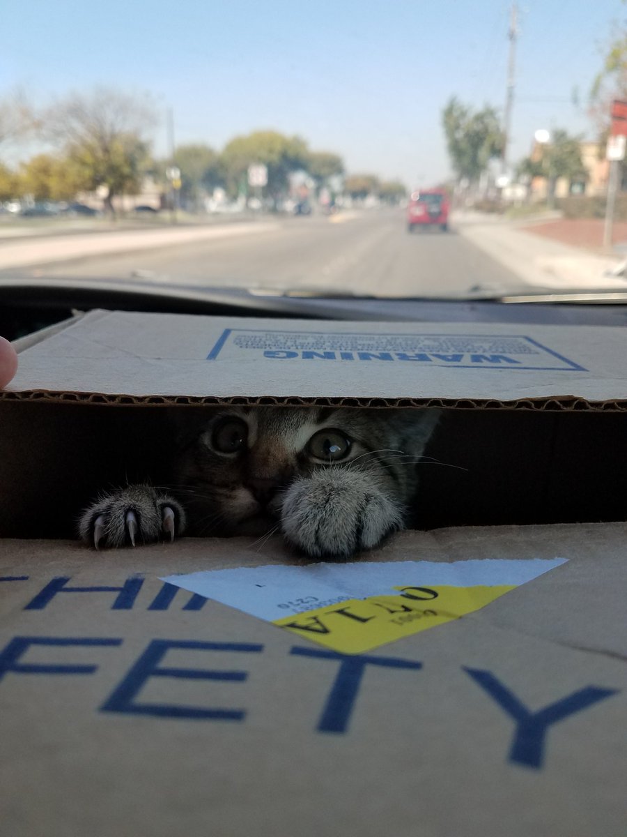 FunkySamMedina's tweet photo. Gizmo didnt want to go to the vet yesterday. 2nd round of kitten shots complete #TheGiz #GizmoRules https://t.co/aQOPCWQkHn