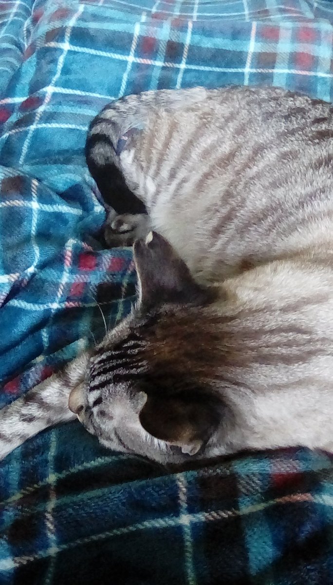 victorian_soul's tweet photo. Help! I'm trapped by a mouse-eating monster who hasn't quite gotten enough napping in yet. #HumanTrap #HeIsHeavy #AndCuddly 🐈🐱⚠ https://t.co/k2Fixe4AYn
