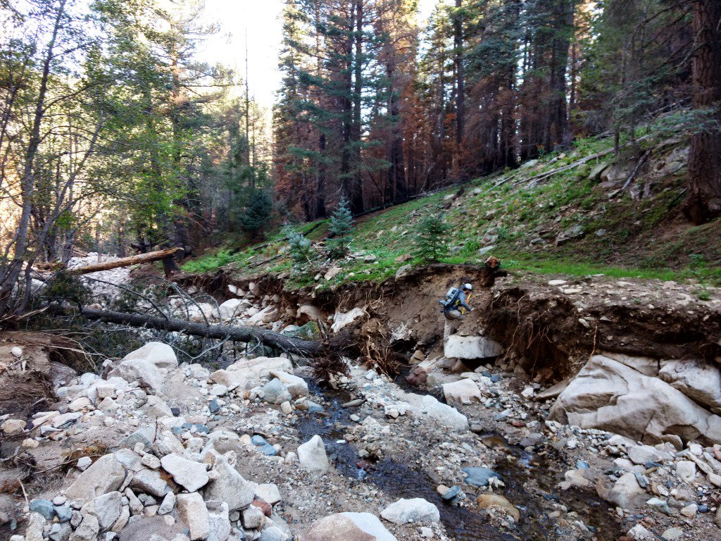 Inthecurrentaz's tweet image. Status of Gila Trout Recovery Streams on Mt. Graham - inthecurrent.org/waders-in-the-…