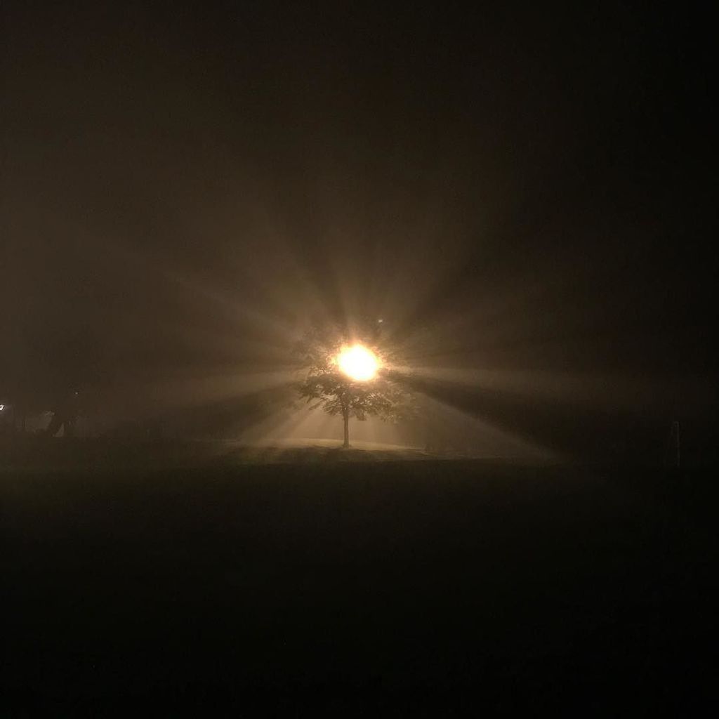 DaveTweets2Much's tweet photo. Tree looking otherworldly last night https://t.co/ZiscfEX8Ug https://t.co/oyRrf3pyY6