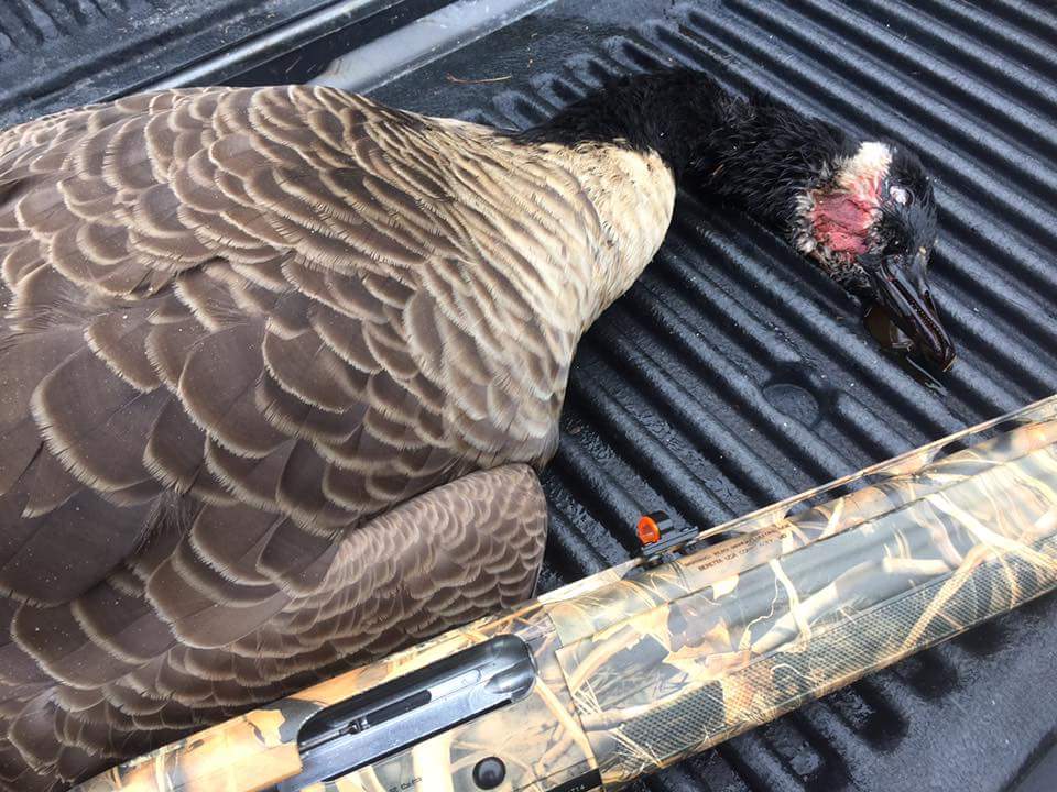 deadringerhunt's tweet photo. #DuckBuster dropped a goose https://t.co/lhxrogmf8k