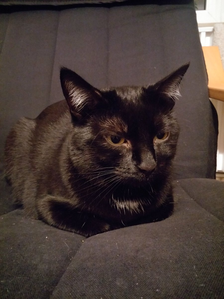LilyAndOscar1's tweet image. fine, mummy. Here's the loaf you've been asking me for all day long. I hope you're happy now. #kittyloafmonday #annoyingMum #lifeWithHumans
