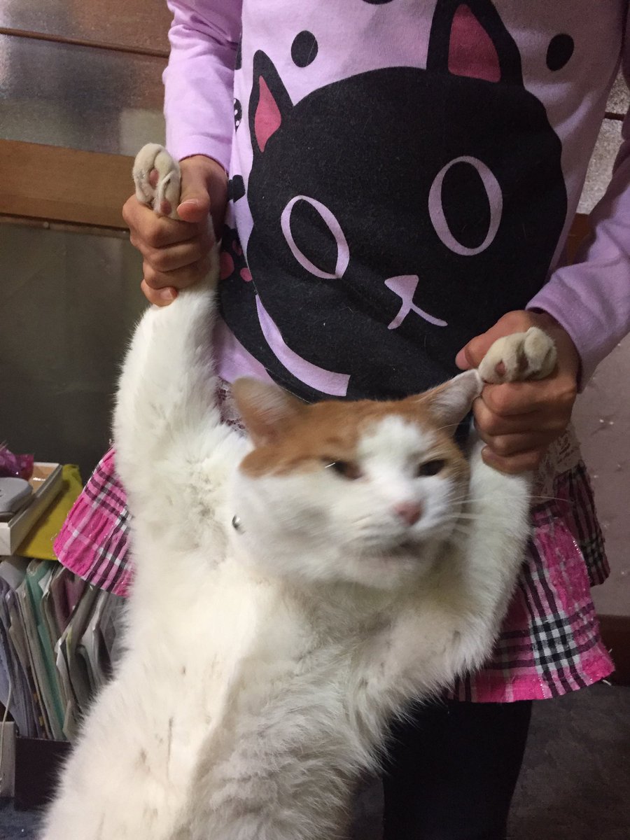 萌え注意 脱走先から捕獲された猫さんの表情や姿かたちがめっちゃgood めっちゃ抵抗感出てる 捕獲萌え Togetter