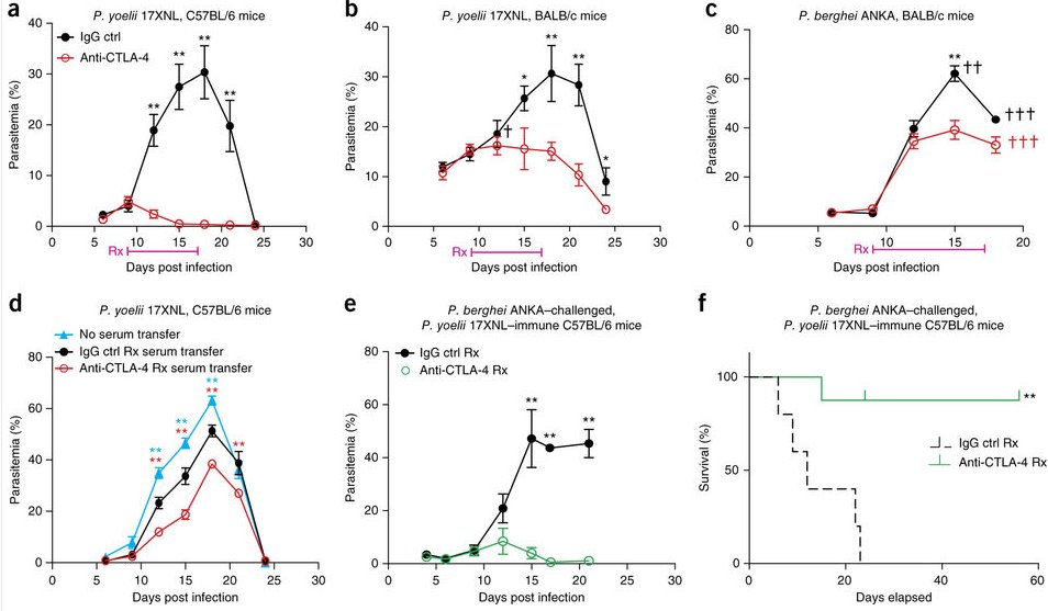 mmw_lmw's tweet photo. Therapeutic #CTLA4Blockade accelerates Malaria clearance InVivo | JohnHarty @IowaMed @NatureMedicine https://t.co/UQ5HwceEEG https://t.co/q9XatOwcnf