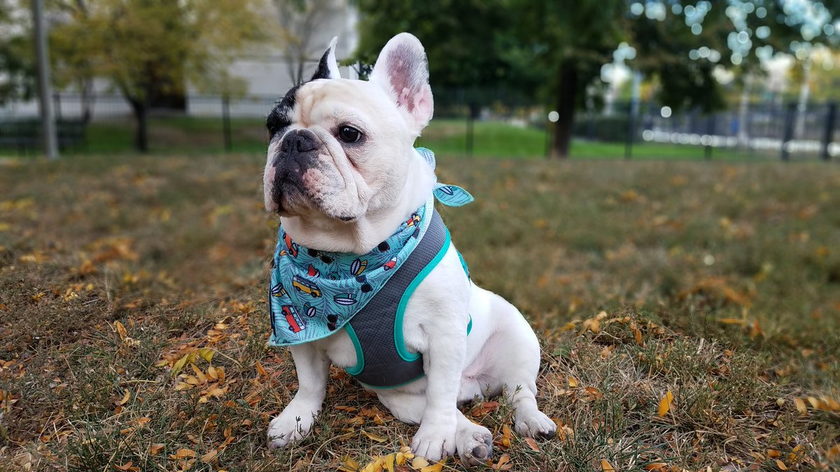 frenchie bandana