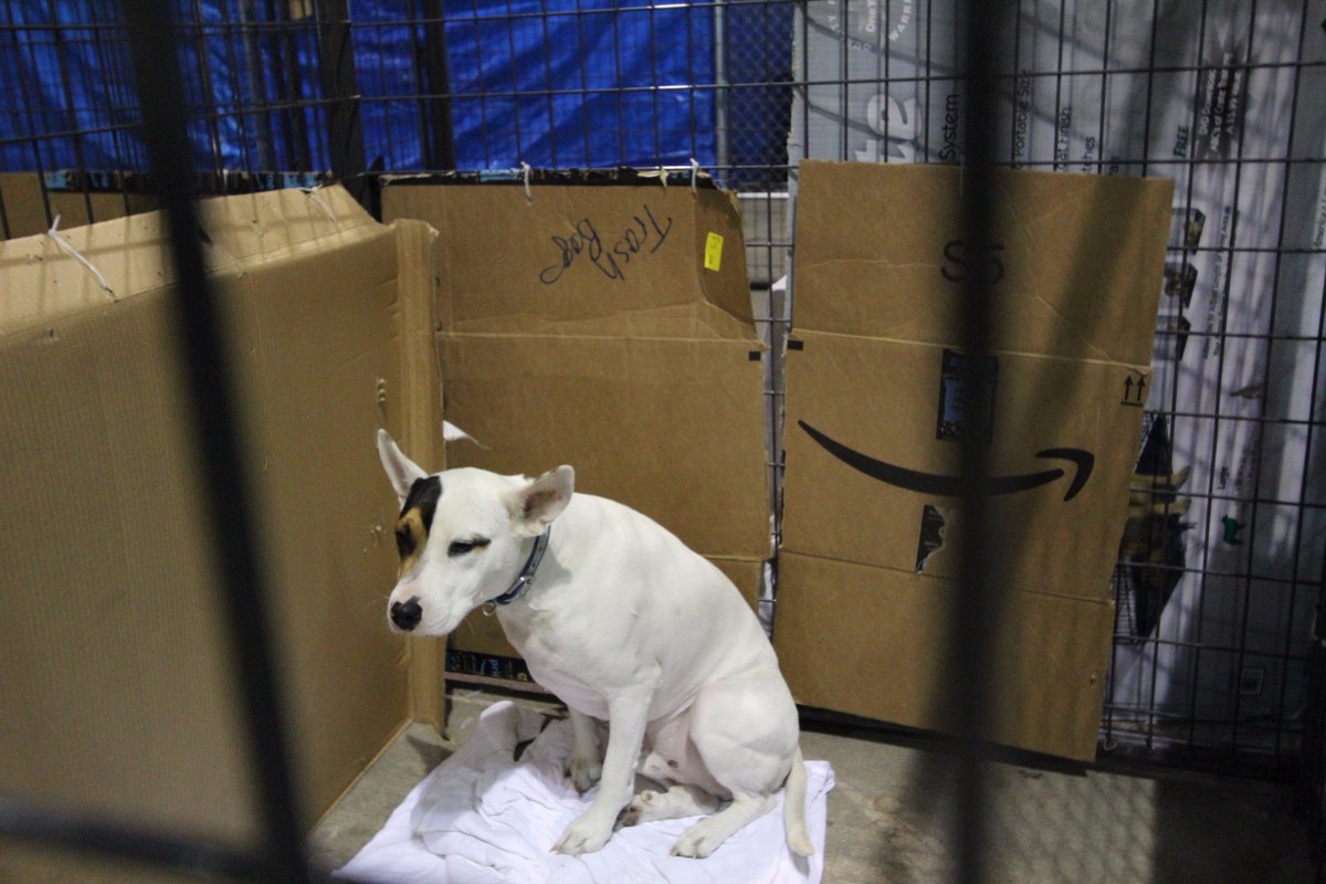 KHOU's tweet photo. PLEASE SHARE. Only 15 reunions have taken place and there are over 500 pets at NRG Arena's Pet Reunion Pavilion.' -> https://t.co/oyrzhqXOW3 https://t.co/8Y5vTumn8D