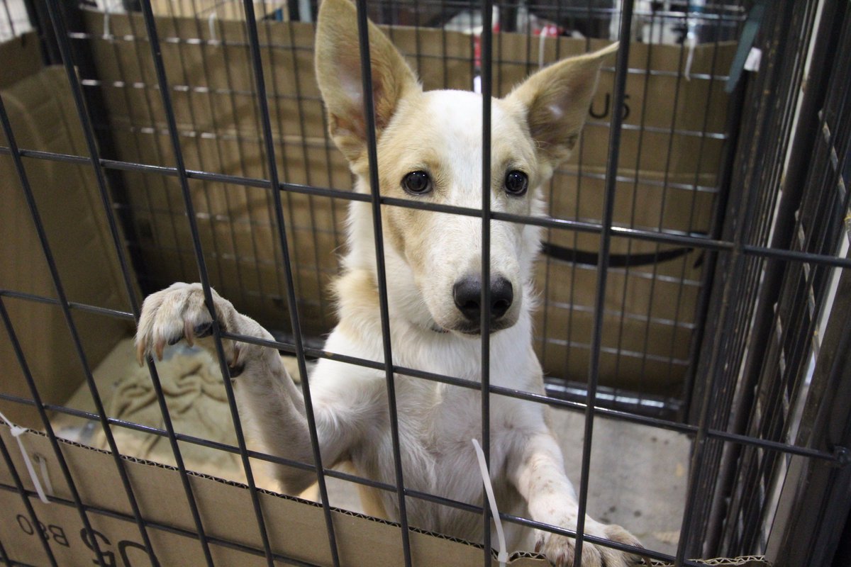 KHOU's tweet photo. PLEASE SHARE. Only 15 reunions have taken place and there are over 500 pets at NRG Arena's Pet Reunion Pavilion.' -> https://t.co/oyrzhqXOW3 https://t.co/8Y5vTumn8D
