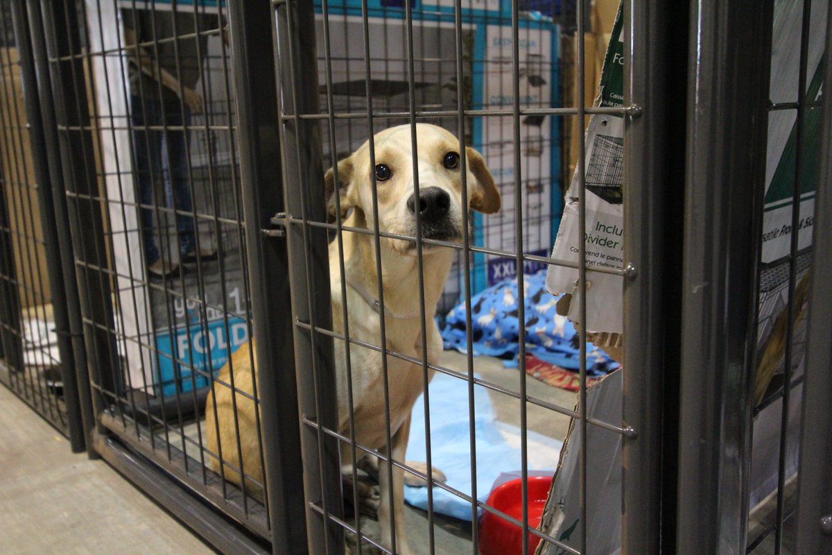 KHOU 11 News Houston tweet media