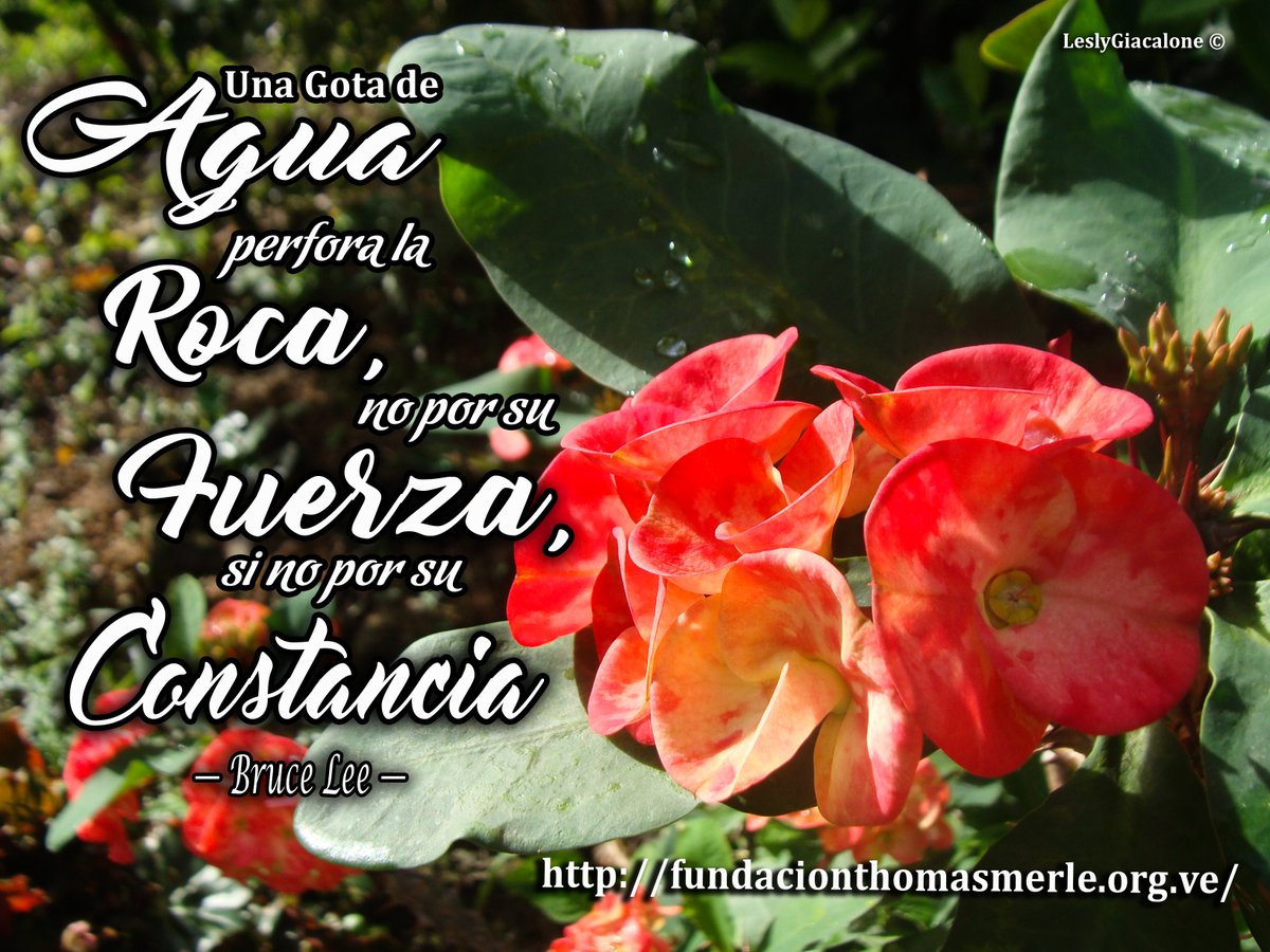 #educacionambiental, #ambiente, #fundacionthomasmerle, #frases #frasesbonitas