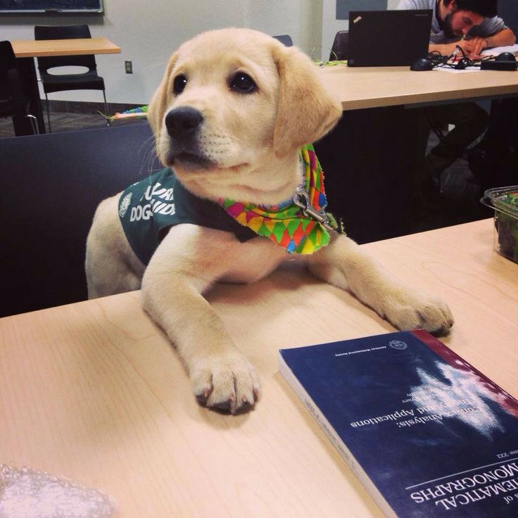 PardonMamanPod's tweet photo. Tous les héros n'ont pas de cape, et certains ont 4 pattes !
Dans l'ep10, Ilias nous décrit le parcours des #chienguide  d'aveugles ! https://t.co/wZWfgrHepY