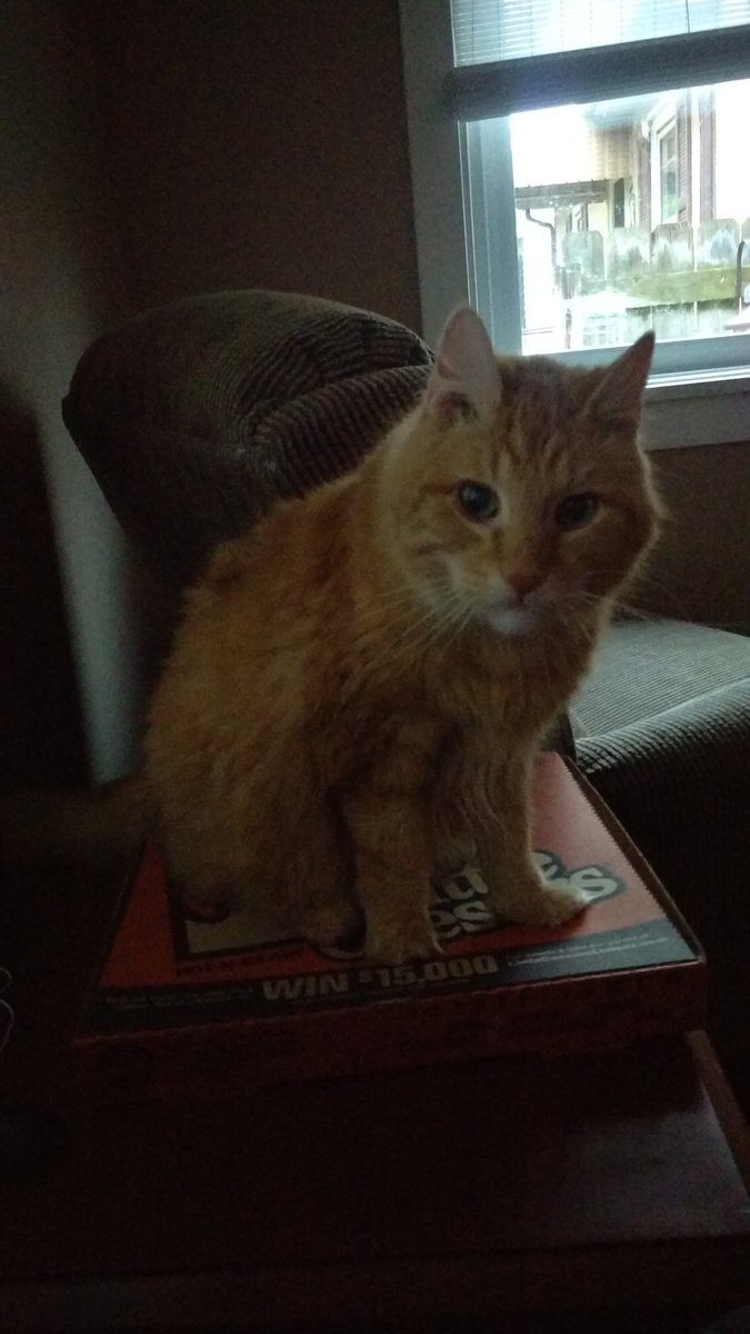 carrie_025's tweet image. New diet plan called the #pizzablock