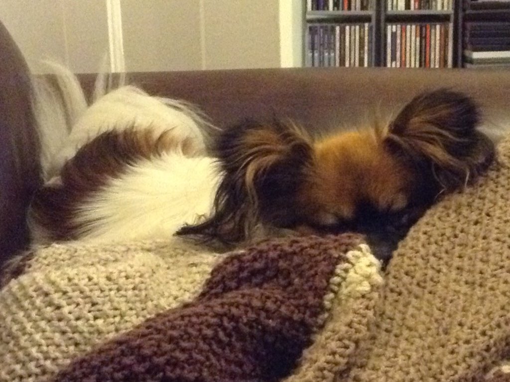 ___________Lucy's tweet photo. Posy gamely keeping me company as we enjoy the lovely rainy night. Lucy, less gamely, buggered off to bed.   🌧🌧🌧 https://t.co/1l2lDclj6S