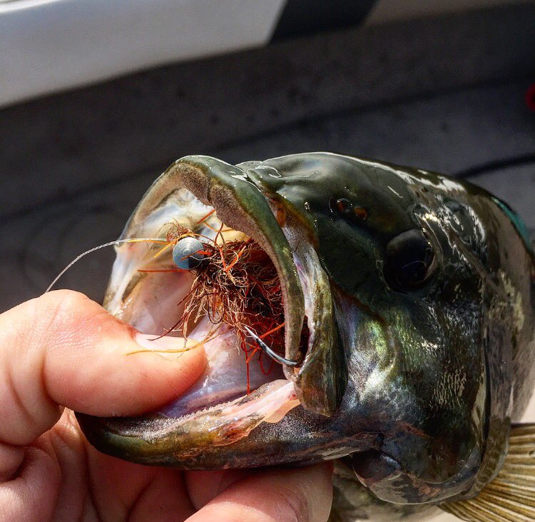 Smallmouth bass are lovin' the bugs. #flyfishing #bugslife @FishGLoomis