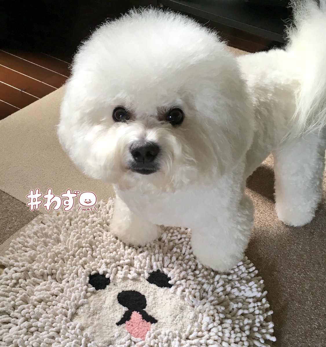 omochi_bichon tweet picture