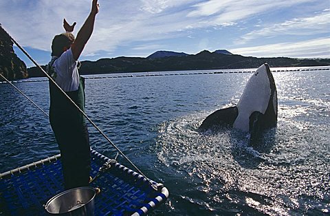 Voice_OT_Orcas's tweet photo. Formerly held captive killer whales can easily adapt to the cold clean water of an open ocean pen. Time to retire #Blackfish (like this one) https://t.co/hZolLKXQ00