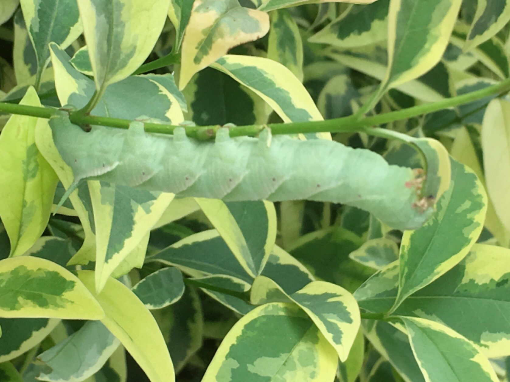 日本野虫の会 いきもにあc 47 10 29 30 とあるマンションの植え込みの下に大量のイモ糞 犯人はパステルグリーンの スズメガ幼虫でした サザナミスズメかな T Co Ay8d4rhxis Twitter