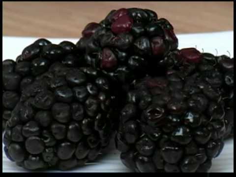 2018Health2018's tweet photo. Cooking Tips : How to Pick Blackberries https://t.co/ATkp5ud7Mv https://t.co/1MQx5LpOlv