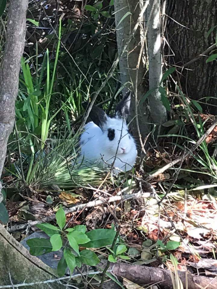 Jr3597's tweet photo. #Foundpets #Jacksonville #Irmapetrescue #IrmaPets #Irmaanimals #Found #SpringPark - #beachblvd area https://t.co/k4X12XzoQ5