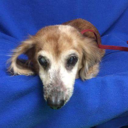 Jr3597's tweet photo. #Irmapetrescue #Tampa #TampaStrong #lostdog #missingdog #dogs #missingpet #IrmaPets #hillsborough #HillsboroughCounty ##centralflorida https://t.co/UaXNlDpNoV