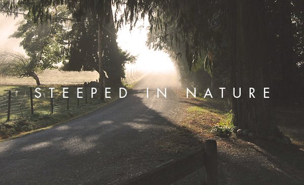 Experience our new website and online teashop featuring Canadian grown organic tea westholmetea.com #steepedinnature