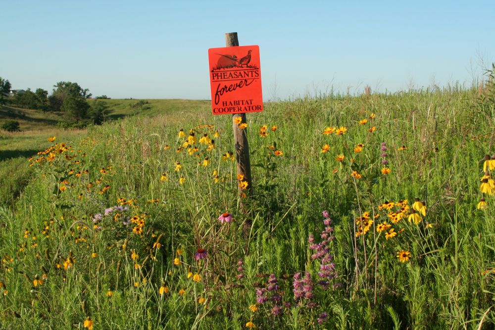 CRP Acres = cleaner water, more habitat, more pheasants, more pollinators, more quail, healthy soils dmreg.co/2w3POLP #CRPWorks #IOWA