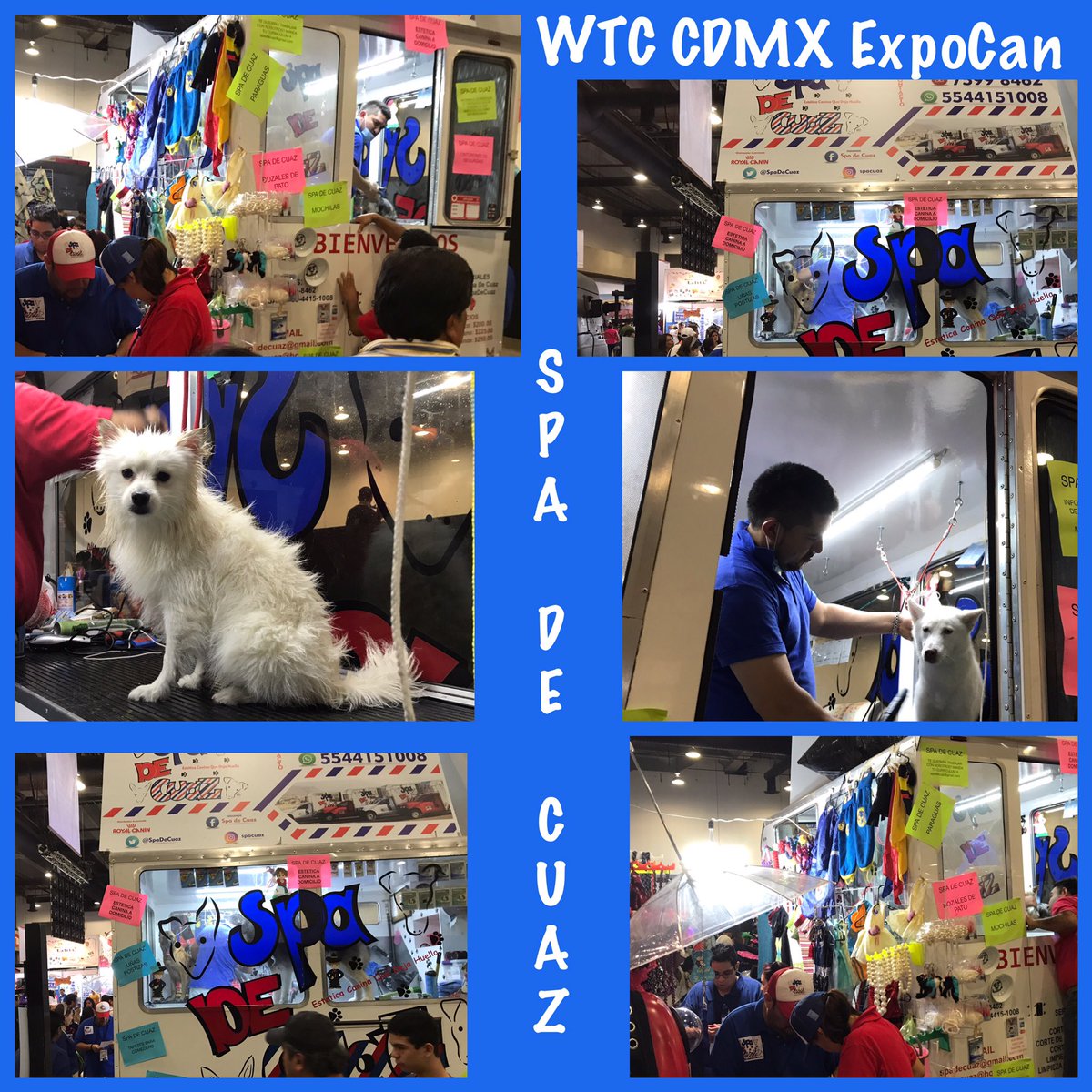 joltrexomar's tweet image. Aquí en la #ExpoCan2017 @SpaDeCuaz #wtccdmx #mascotas #esteticacaninamovil #spadecuaz